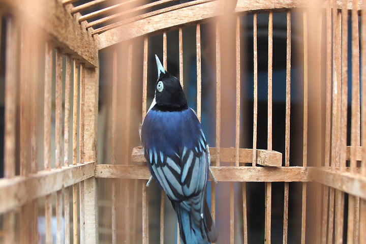 Blue nuthatch (Sitta azurea azurea)