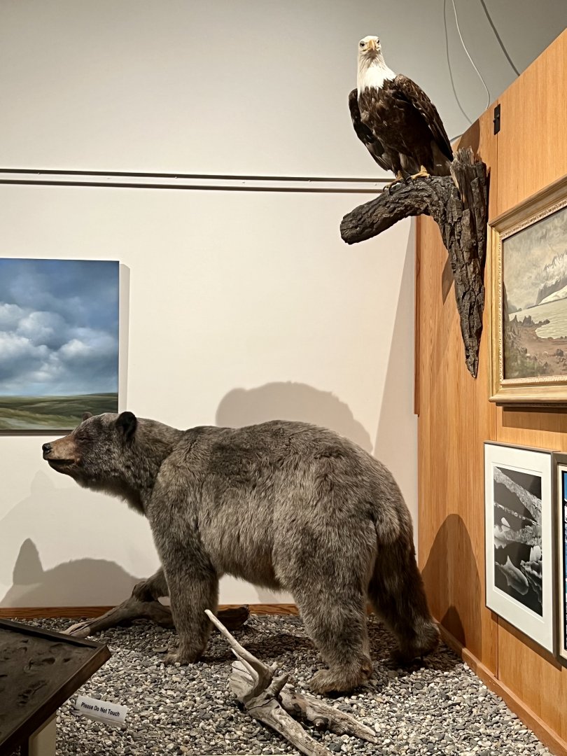 “Blue” or “Glacier” Bear in South-east Alaska Display