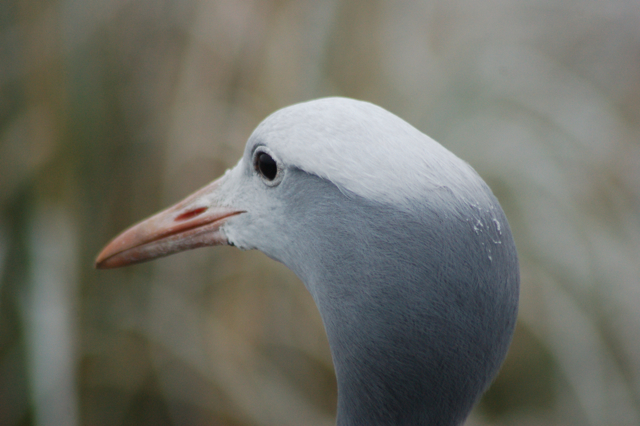 Blue or stanley crane, Blackbrook, 31.12.08