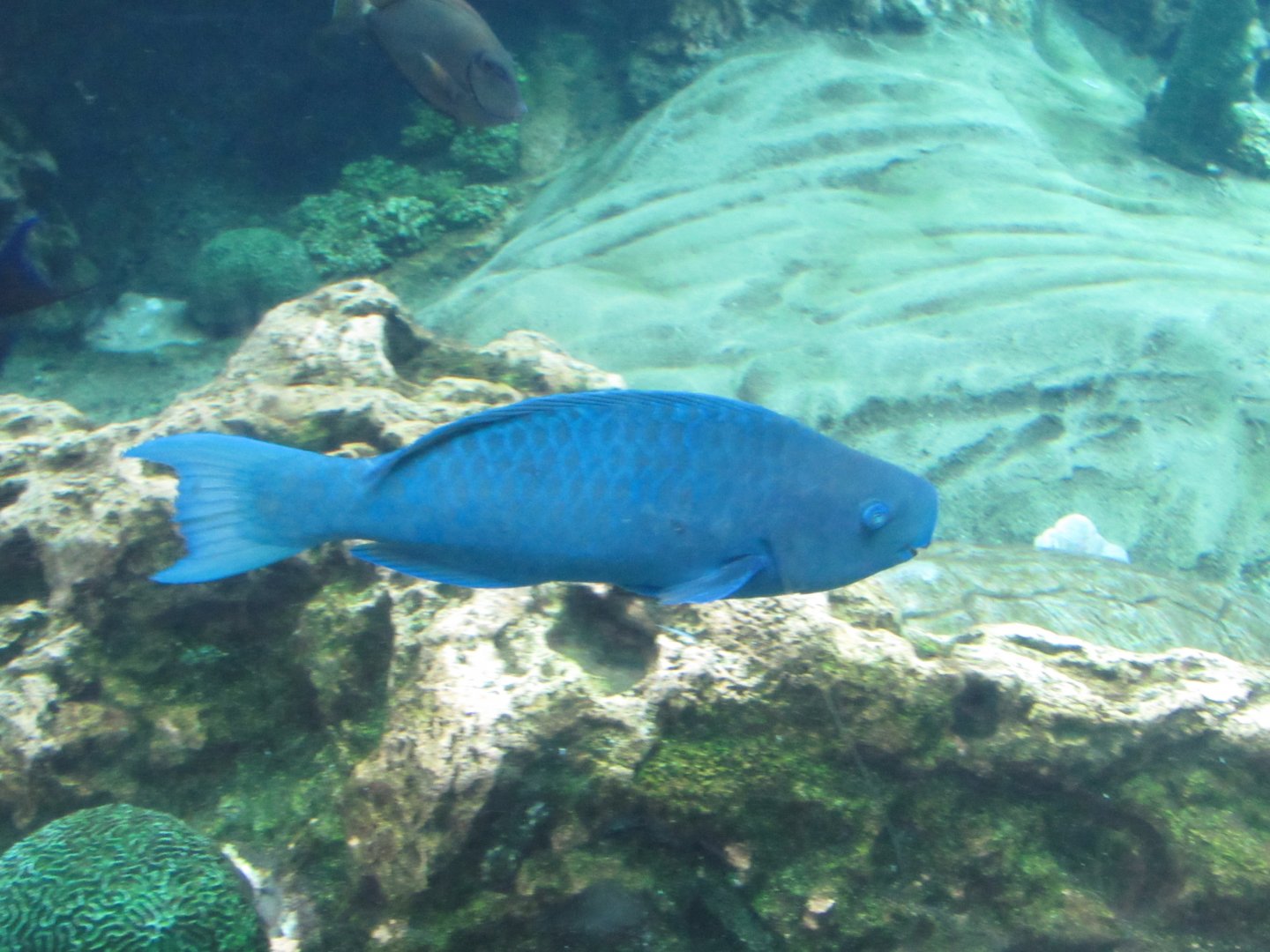Blue Parrotfish