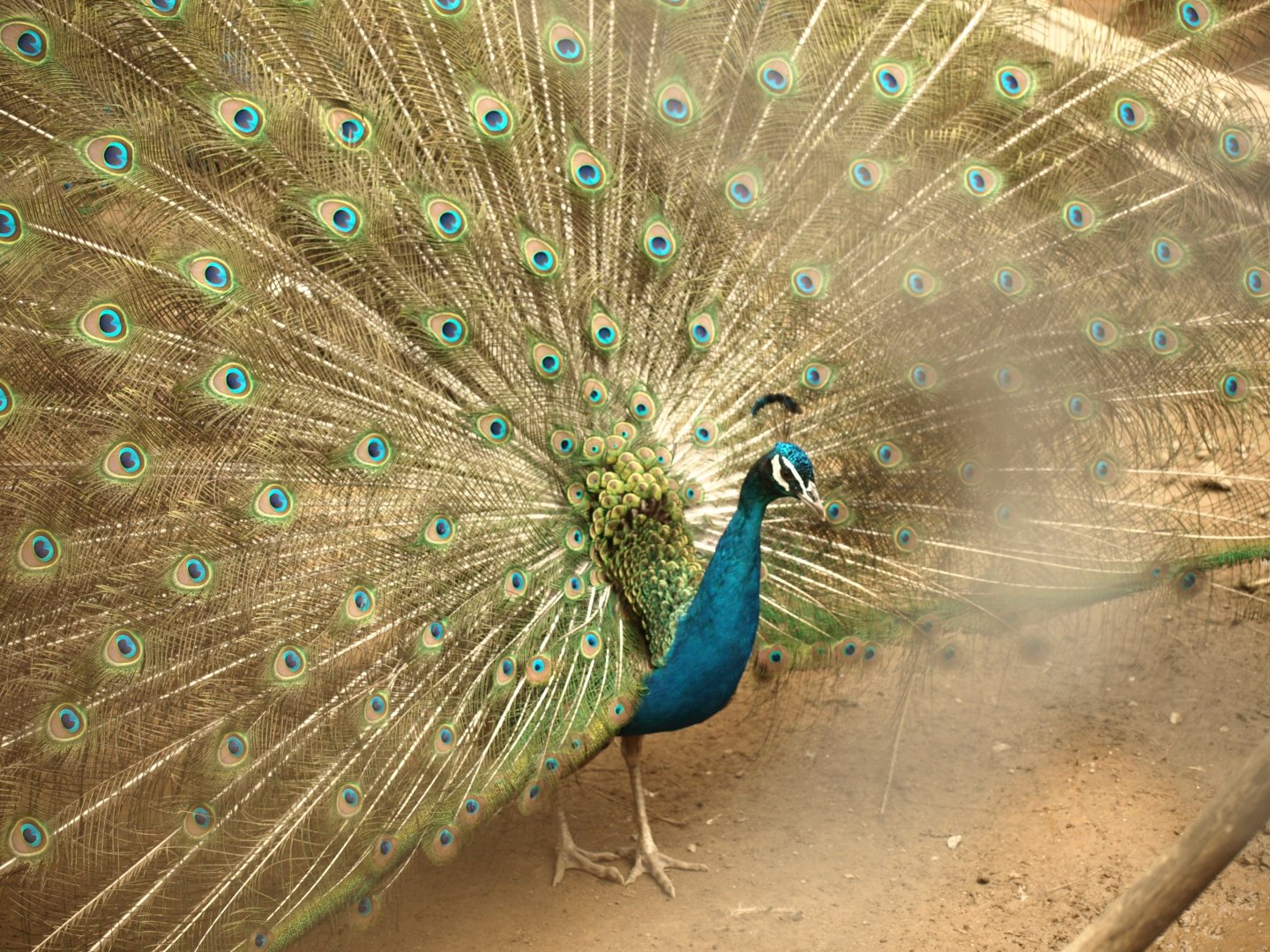 Blue peacock - Bansra Gali Wildlife Park 10/7/2018