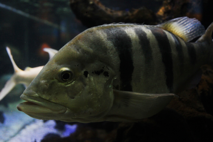 Blue peacock bass (Cichla piquiti)