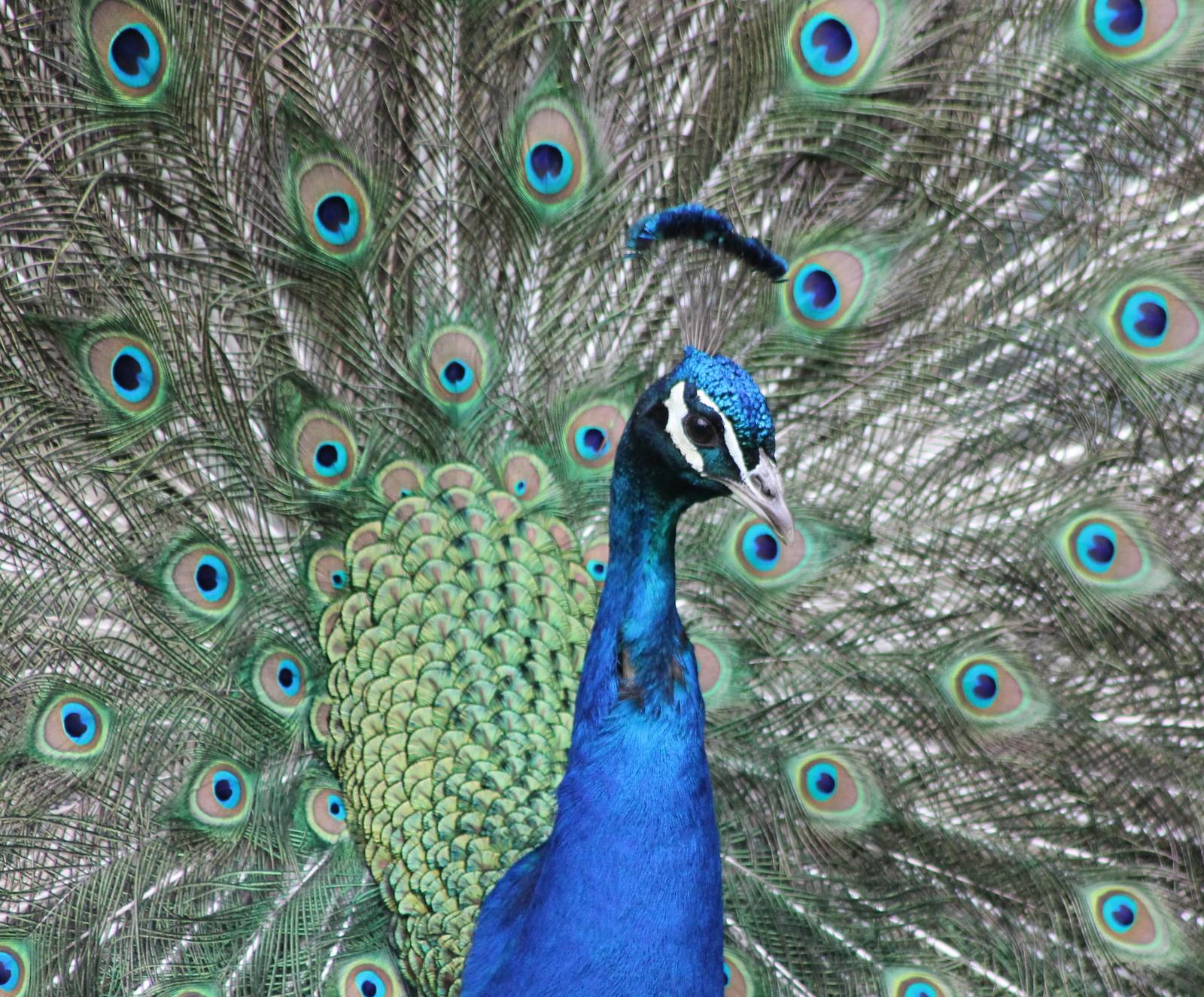 Blue peacock displaying