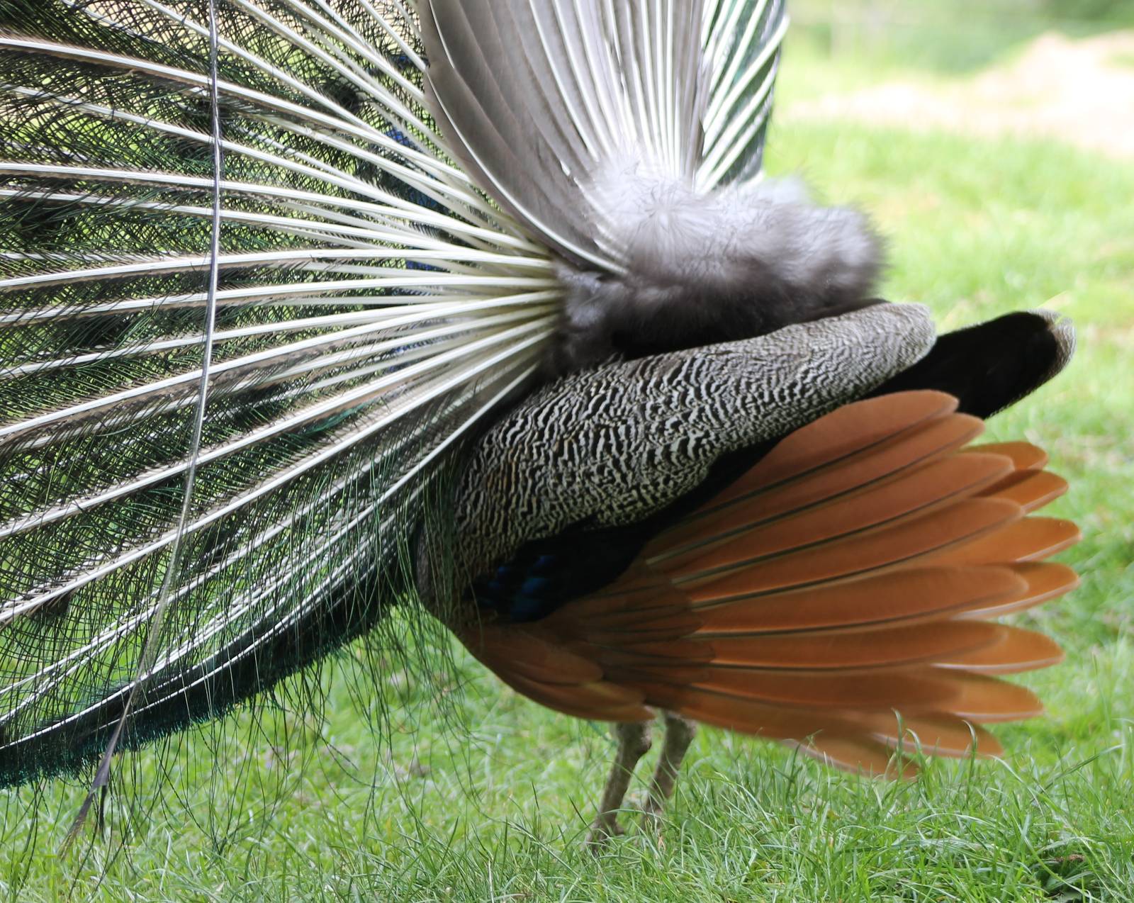 Blue peacock displaying