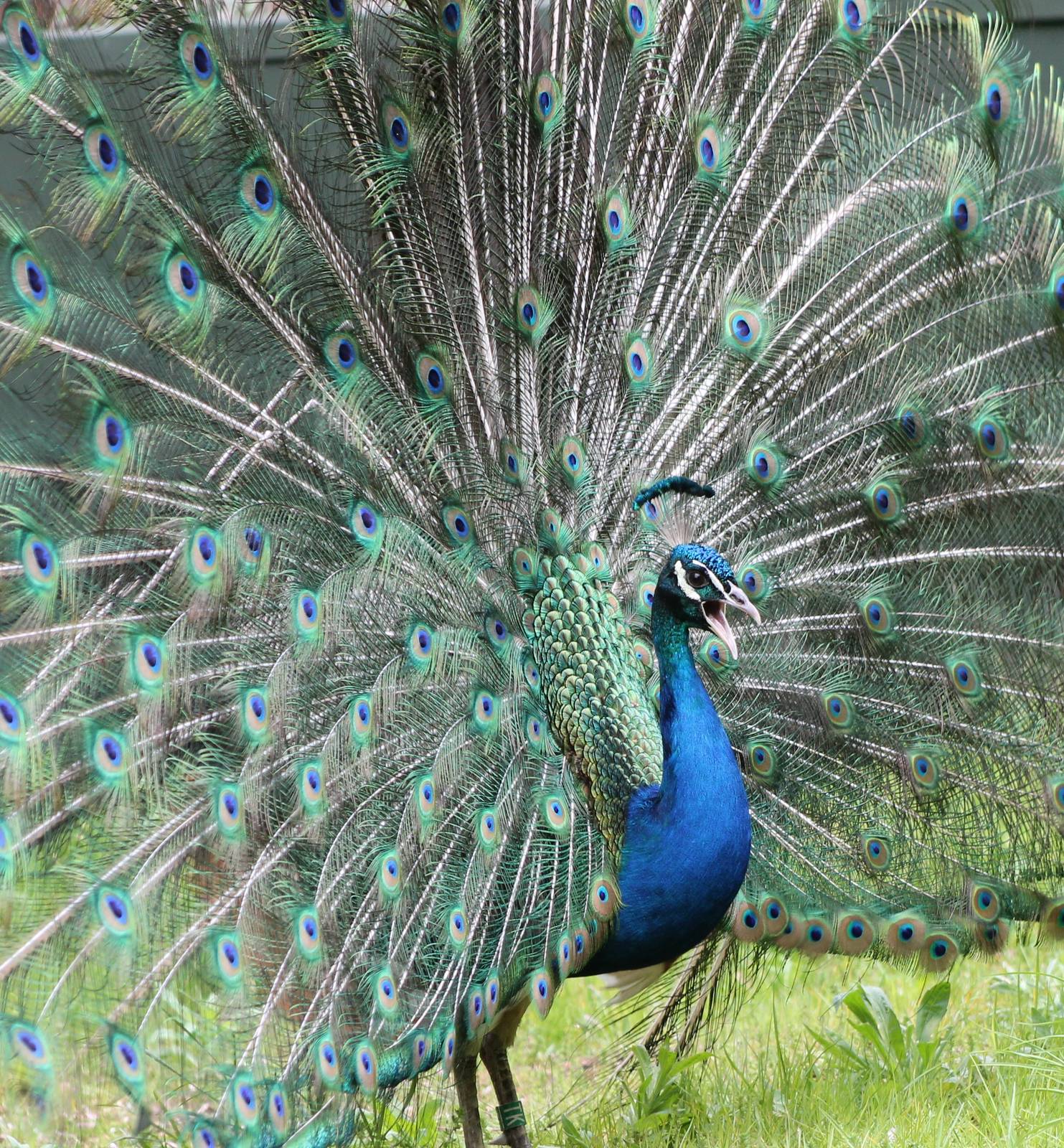 Blue peacock male