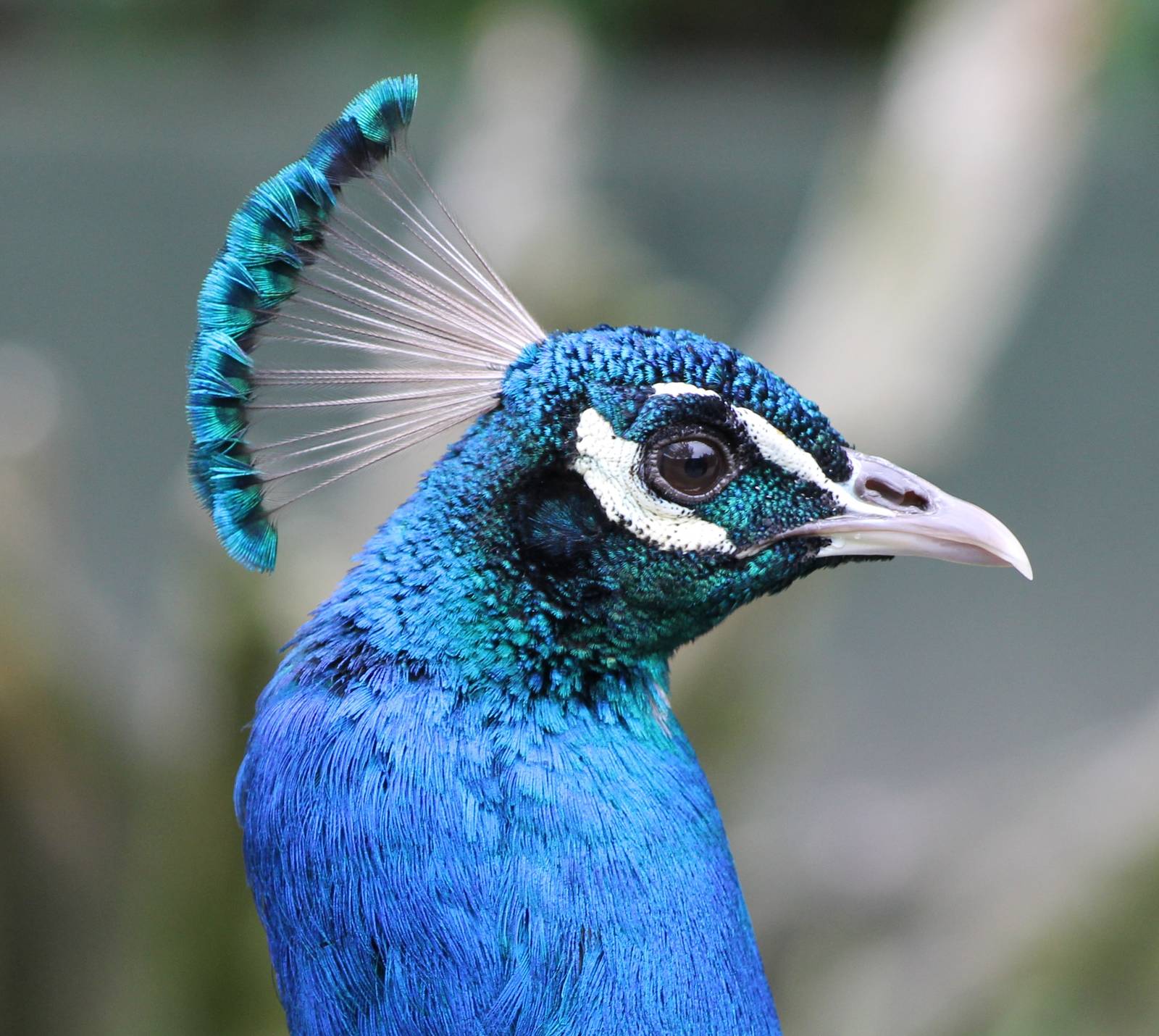 Blue peacock male