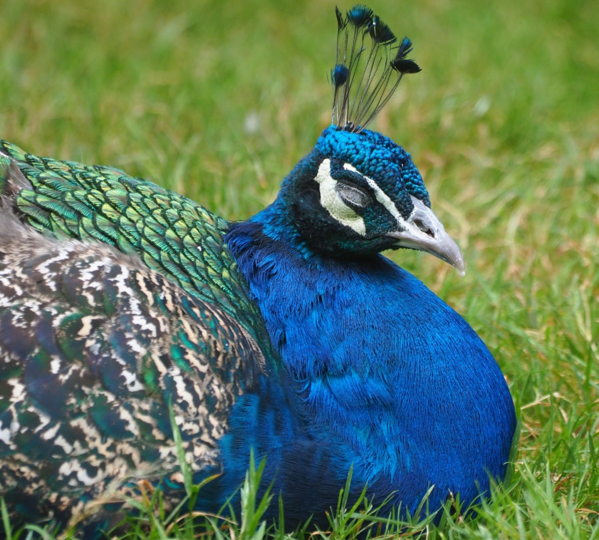 Blue peacock (Pavo cristatus), Aug 28th, 2018