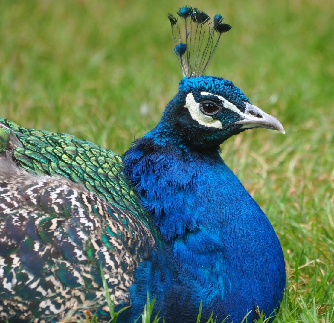 Blue peacock (Pavo cristatus), Aug 28th, 2018