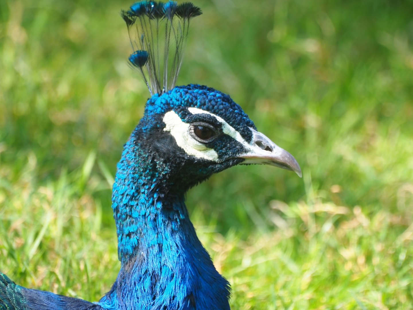 Blue peacock (Pavo cristatus), Aug 28th, 2018