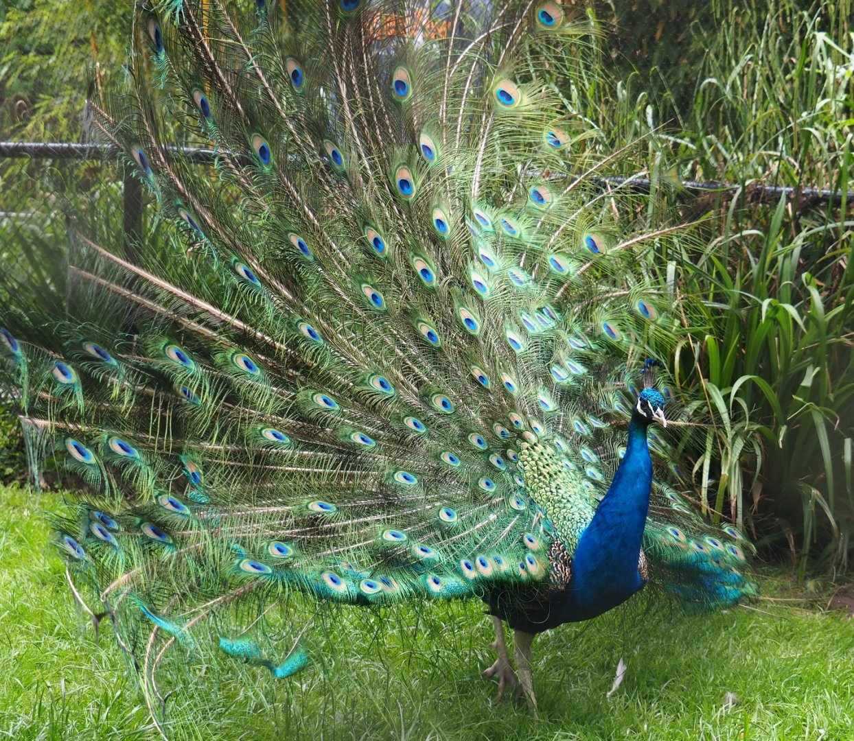 Blue peacock (Pavo cristatus) displaying, 2019-05-31