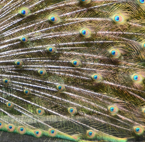 Blue peacock train feathers