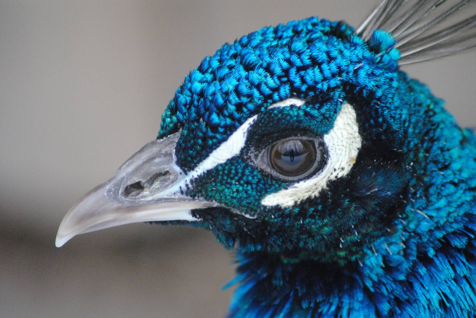 Blue peacock
