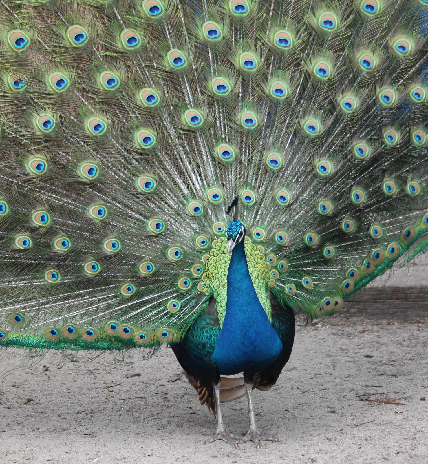 Blue peacock