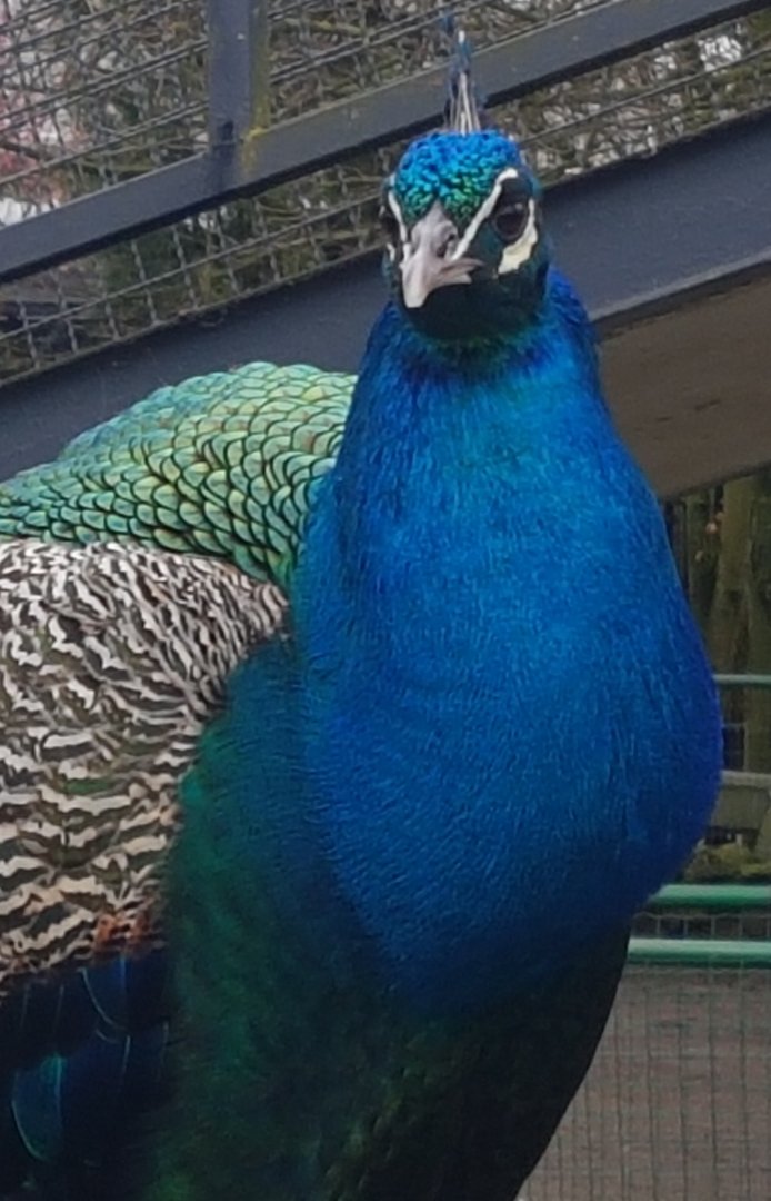 Blue peacock