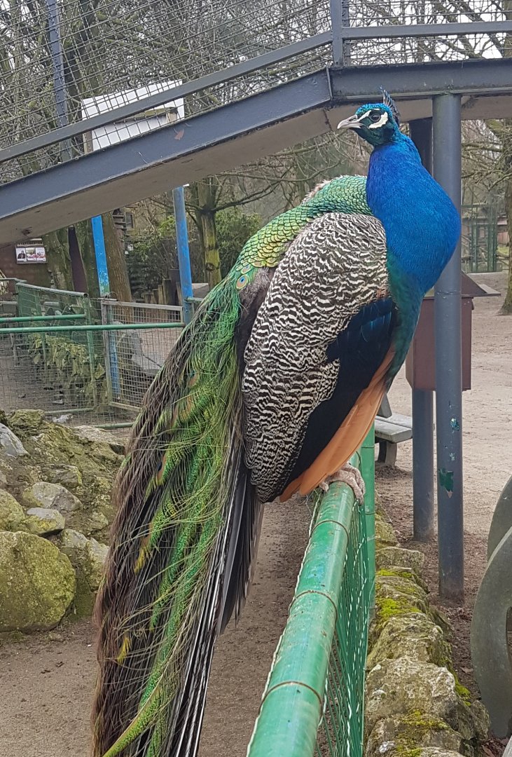 Blue peacock