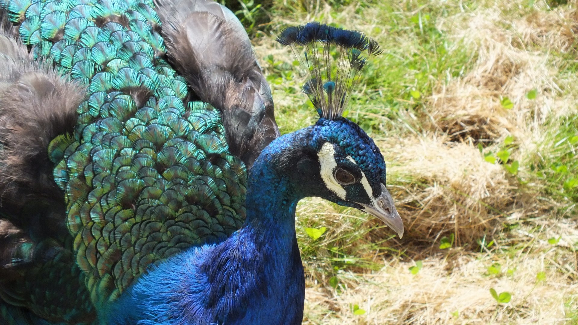 Blue Peacock