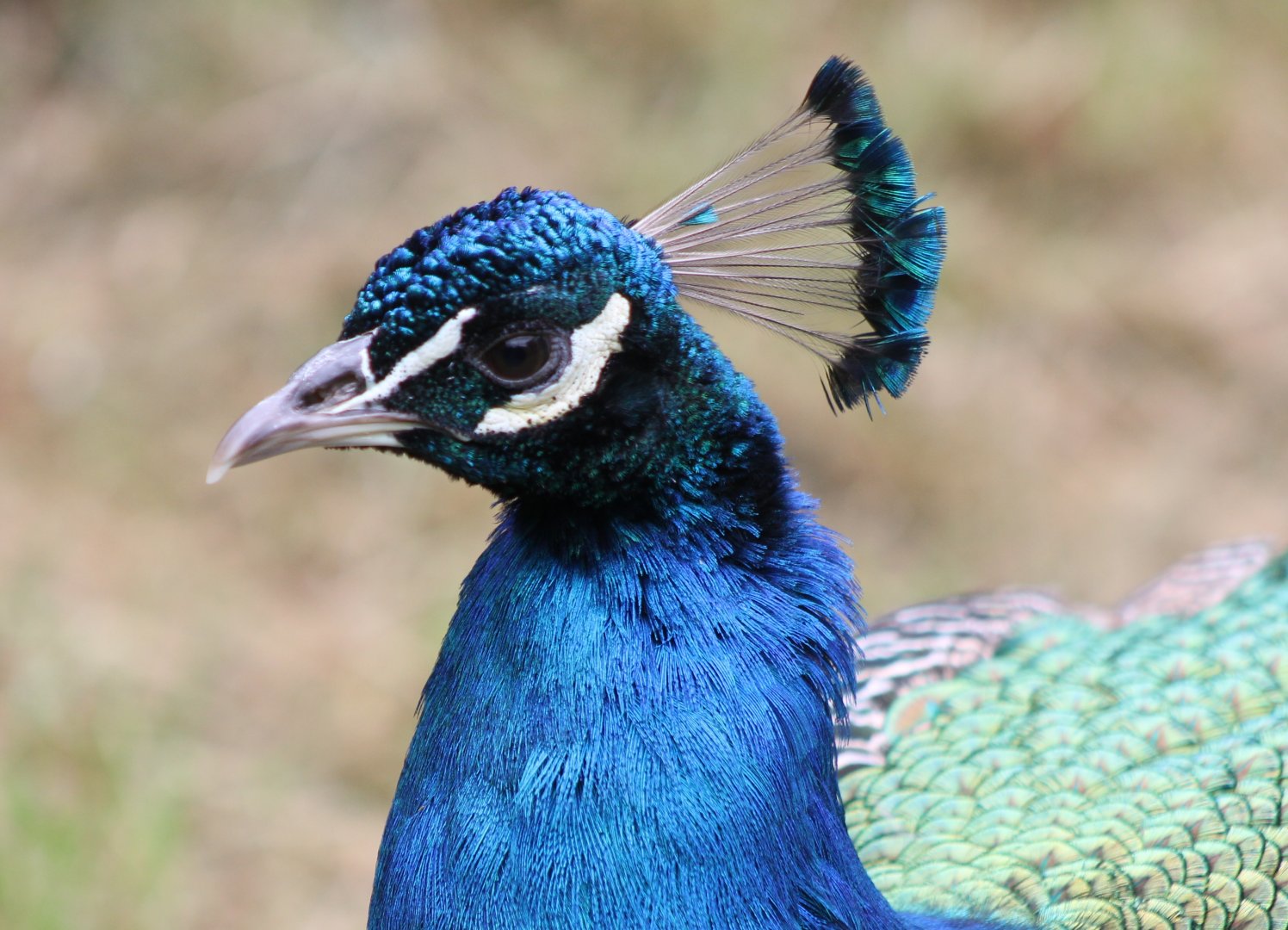 Blue peacock