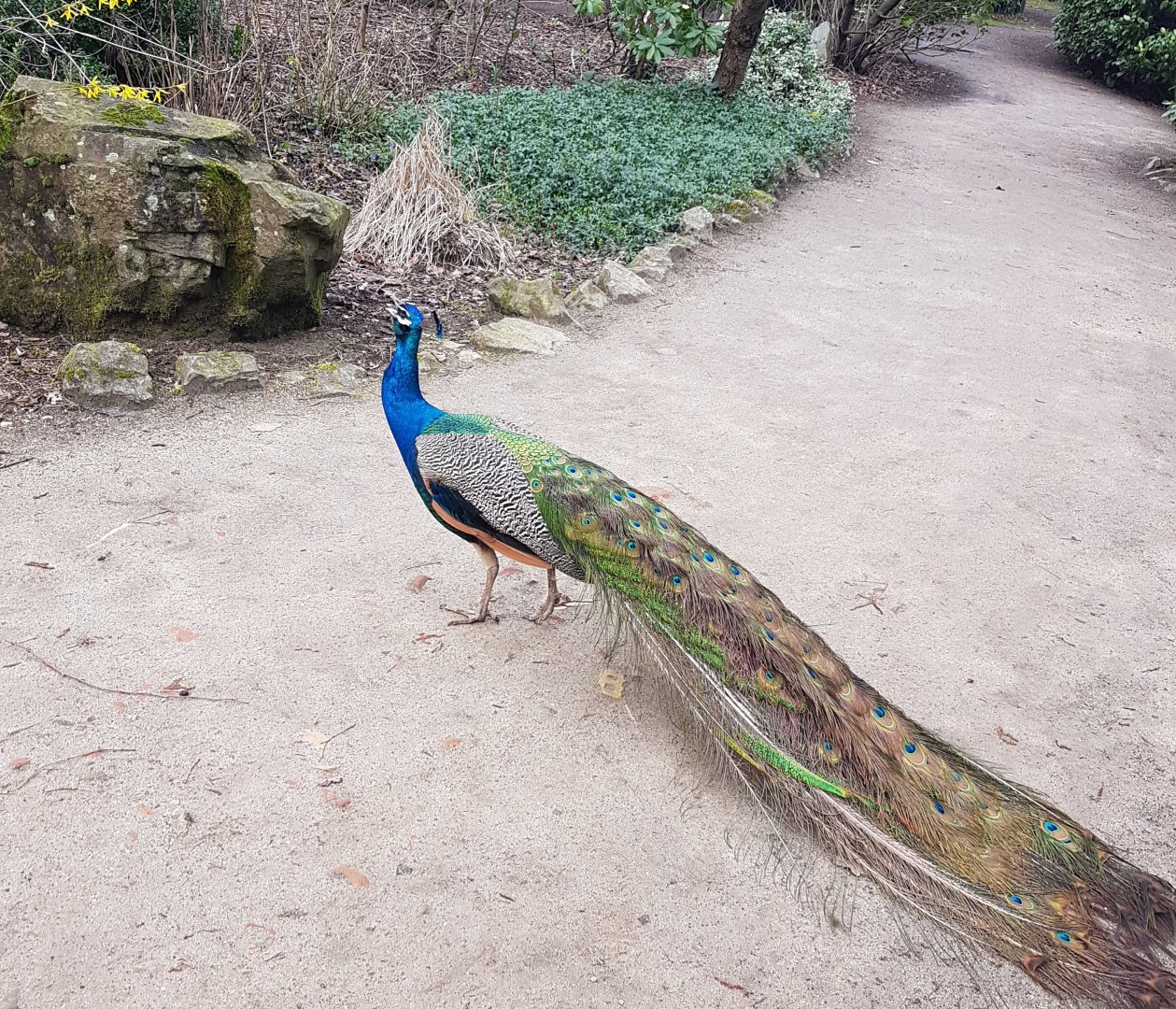 Blue peacock