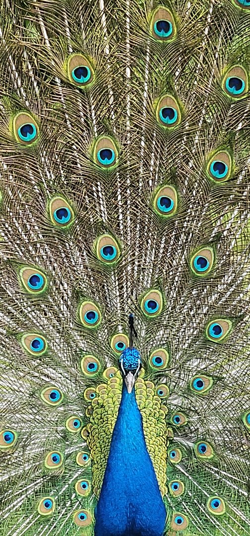 Blue peacock