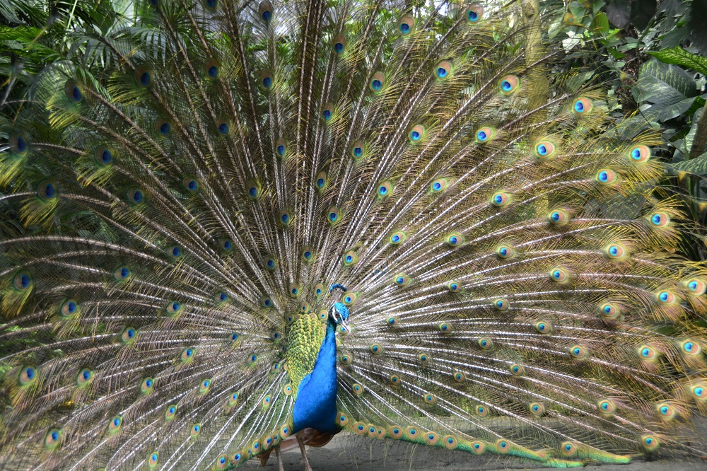 Blue peafowl 2