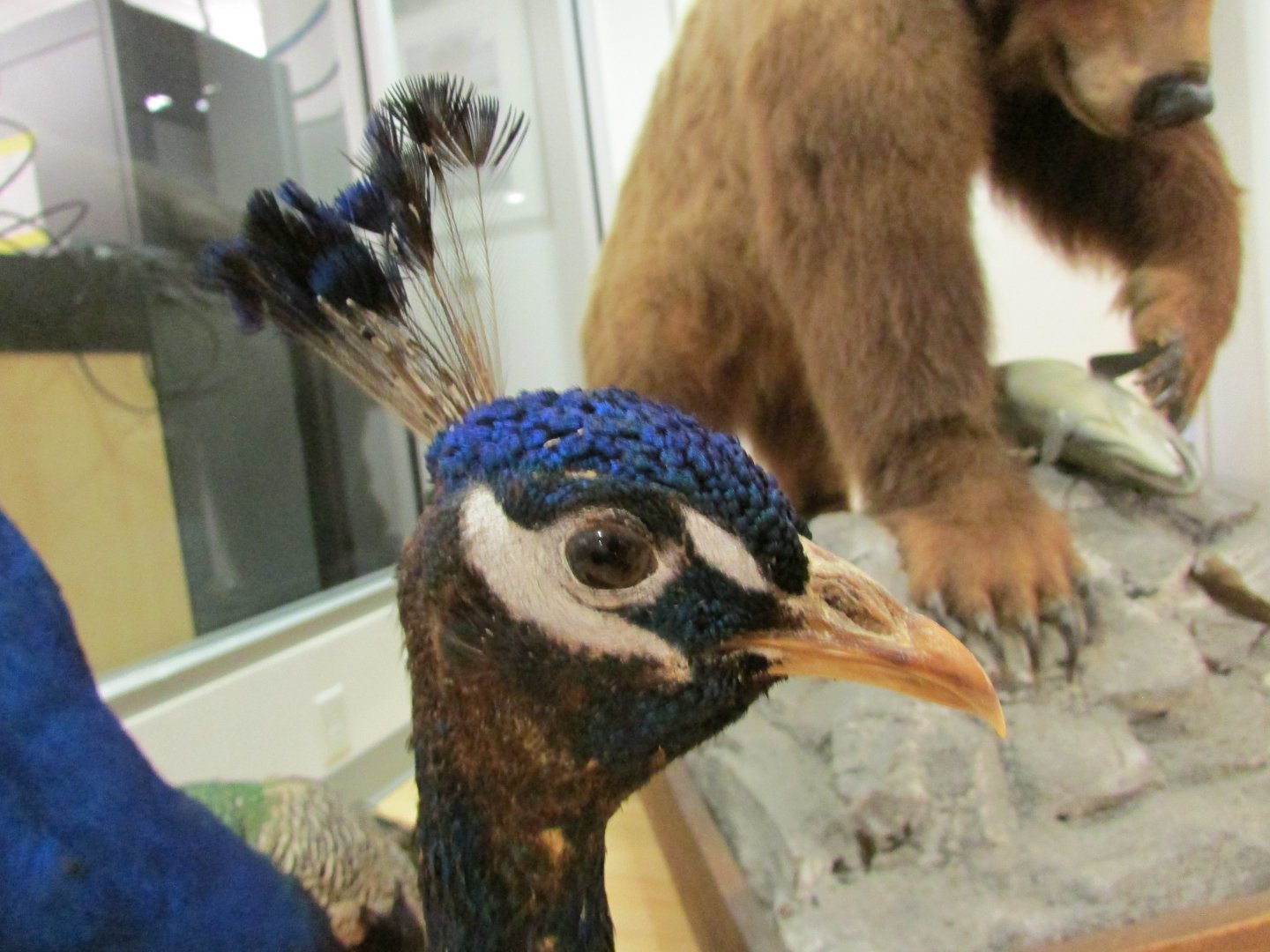 Blue Peafowl 2nd Floor Closeup