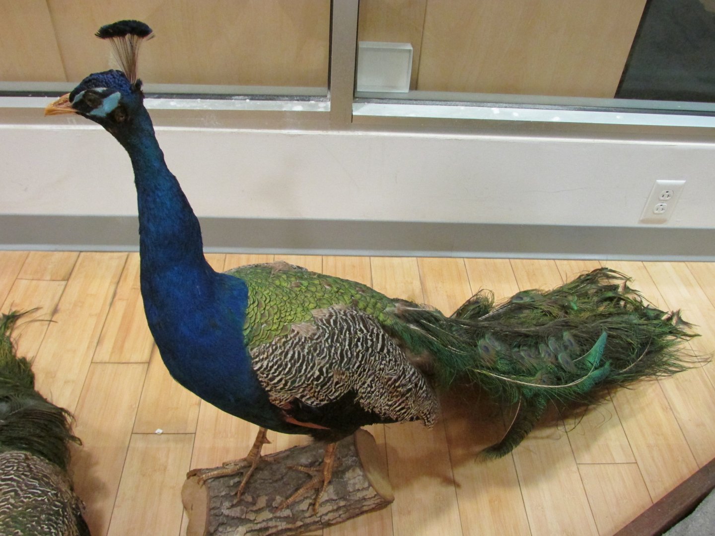 Blue Peafowl 2nd Floor