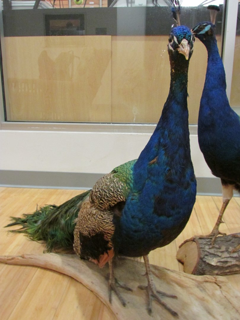 Blue Peafowl 2nd Floor