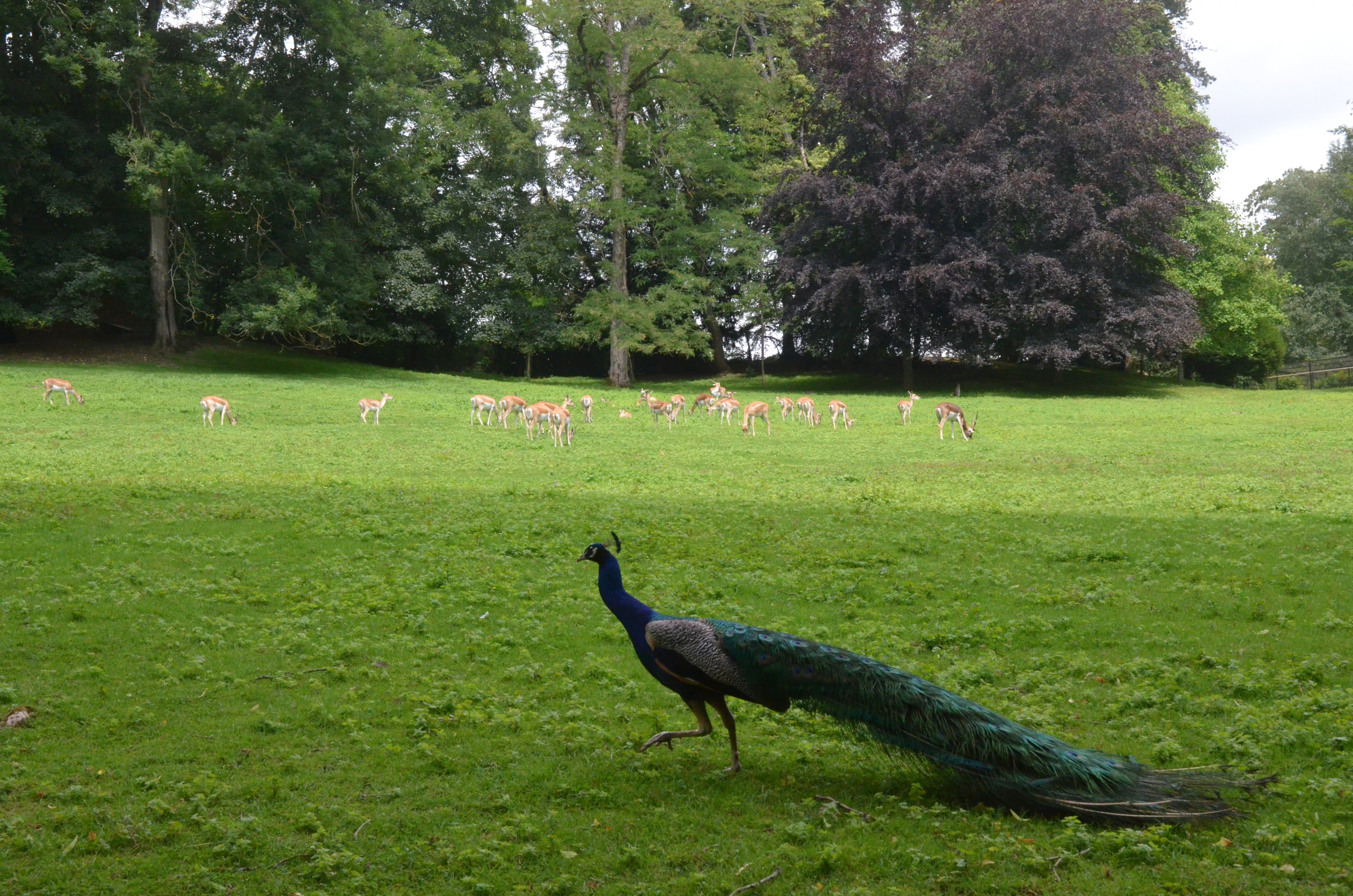Blue Peafowl and Blackbuck at Clères, 16/06/18