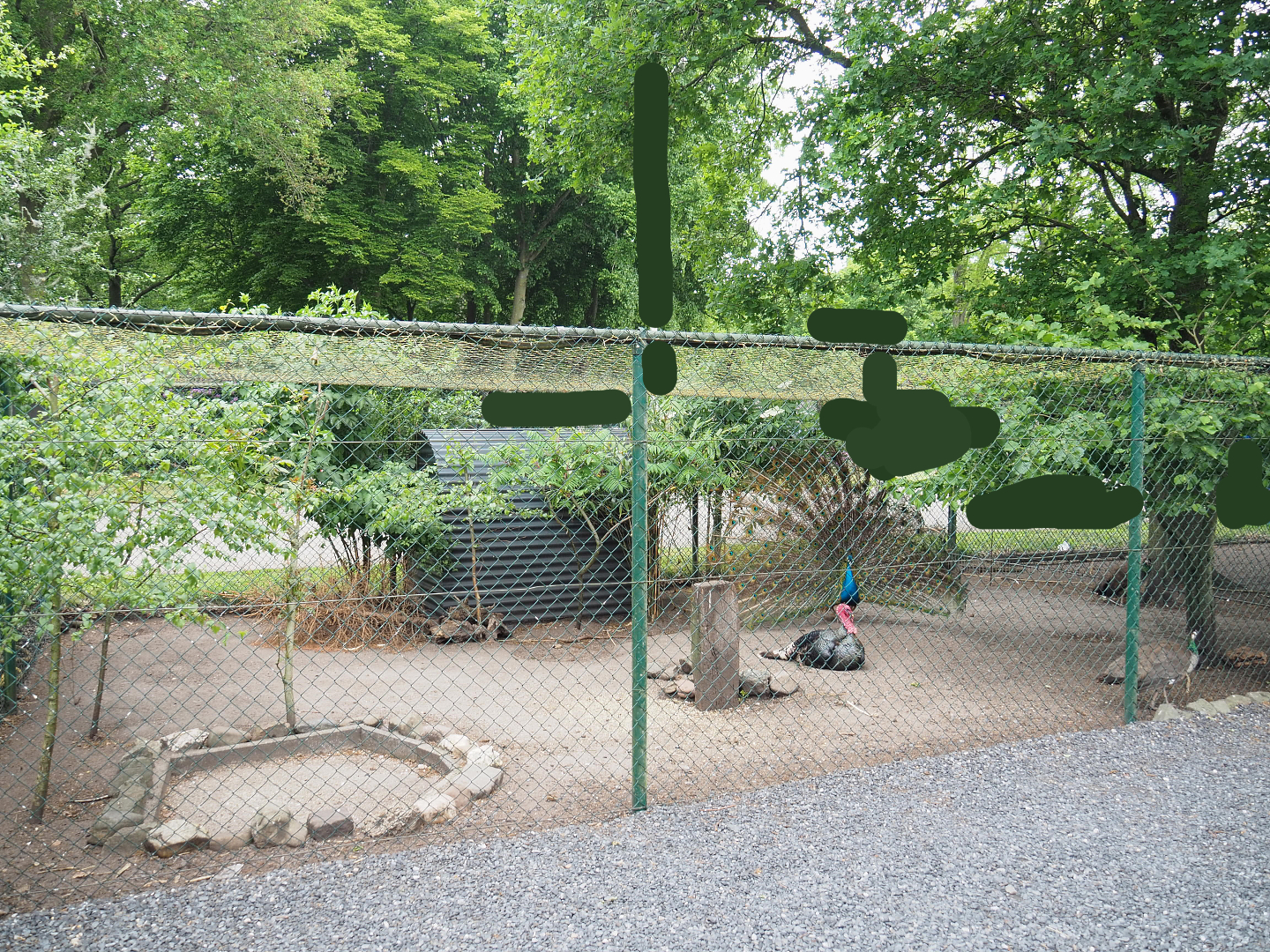 Blue peafowl and Domestic turkey aviary, 2022-05-17
