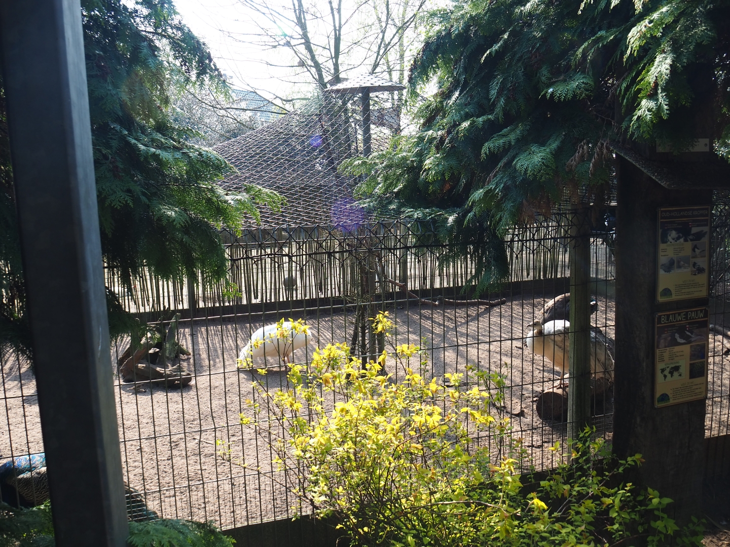 Blue peafowl and Dutch cropper pigeon aviary, 2019-04-06