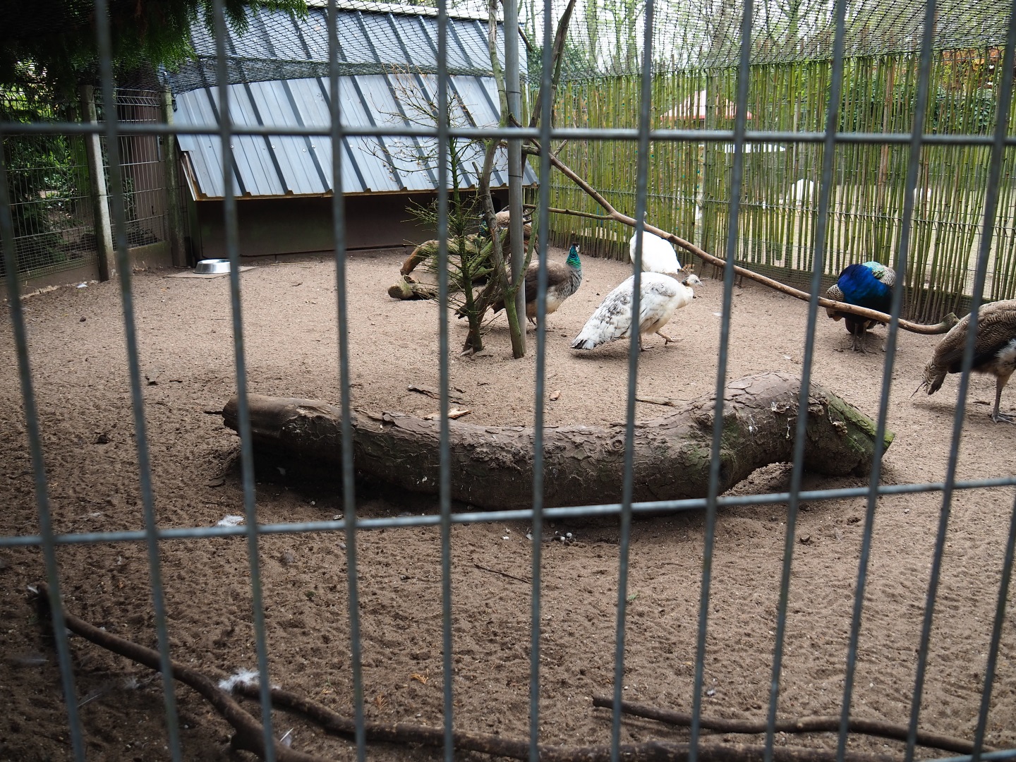 Blue peafowl and Dutch cropper pigeon aviary, 2019-04-06