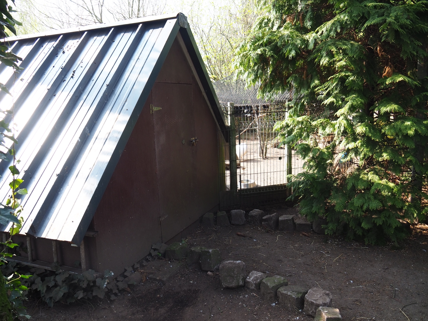 Blue peafowl and Dutch cropper pigeon aviary and shack, 2019-04-06