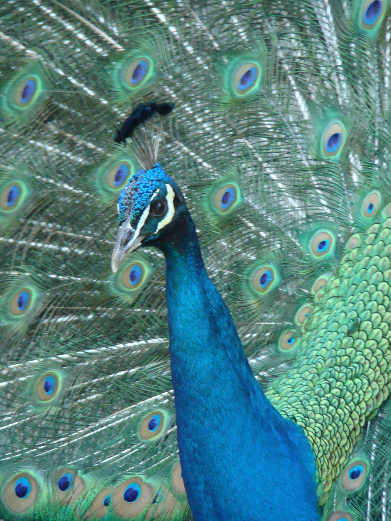 Blue Peafowl at the Los Angeles Zoo