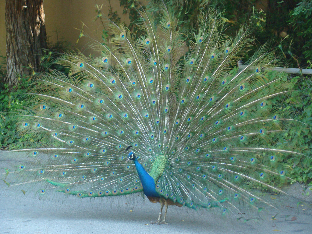 Blue Peafowl at the Los Angeles Zoo