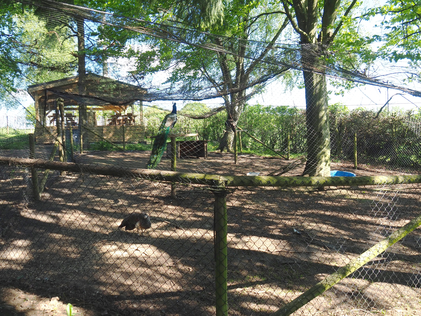 Blue peafowl aviary, 2021-05-29