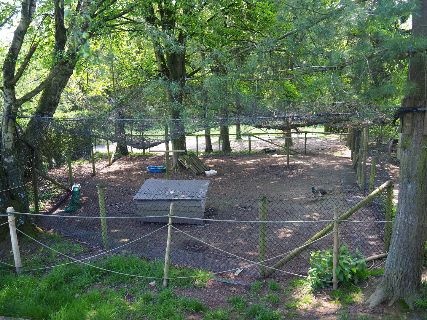 Blue peafowl aviary, 2021-05-29