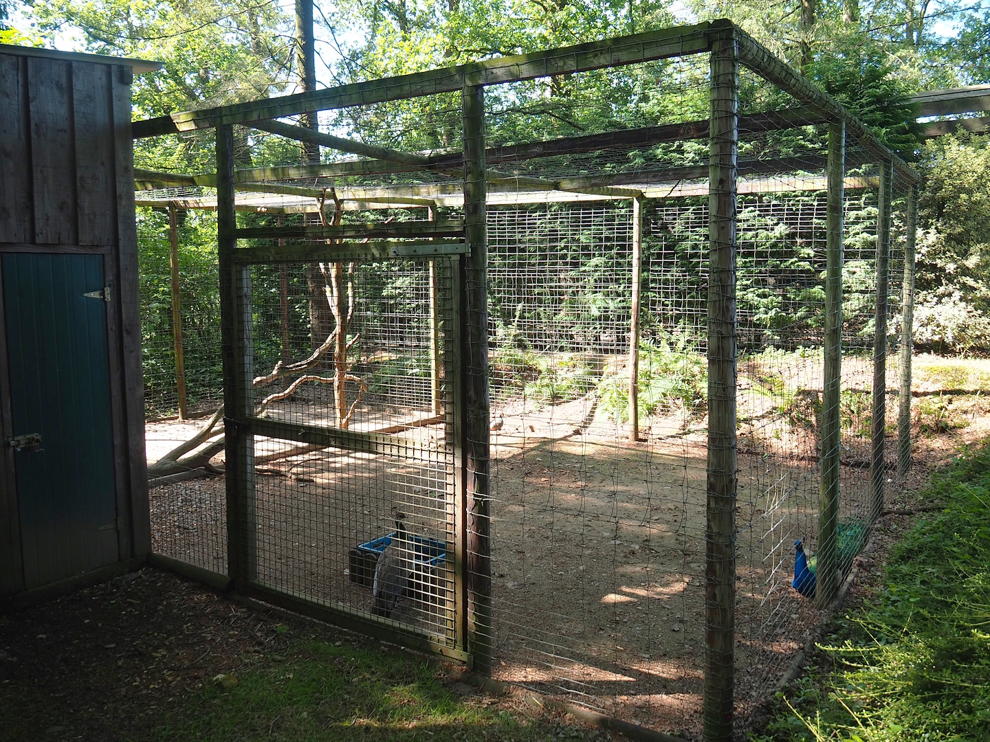Blue peafowl aviary, 2023-06-24