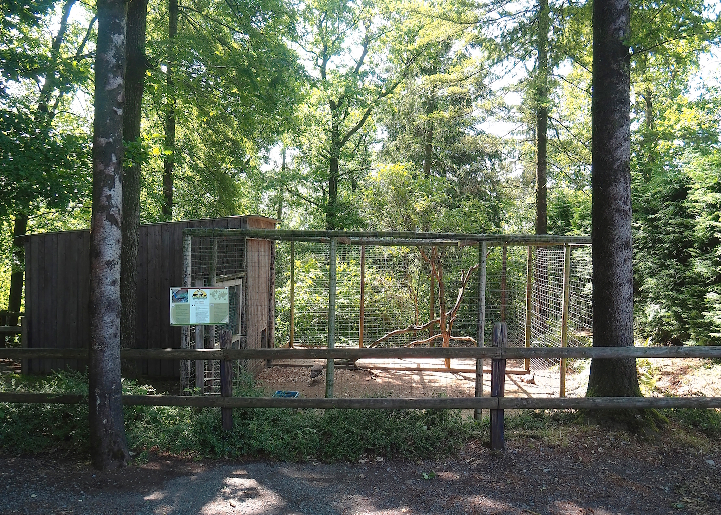 Blue peafowl aviary and barn, 2023-06-24