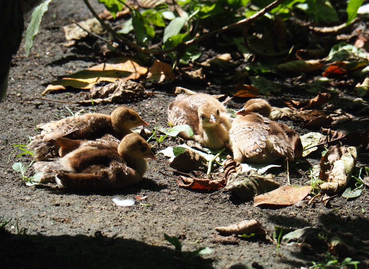 Blue peafowl chicks (Pavo cristatus), 2019-08-04