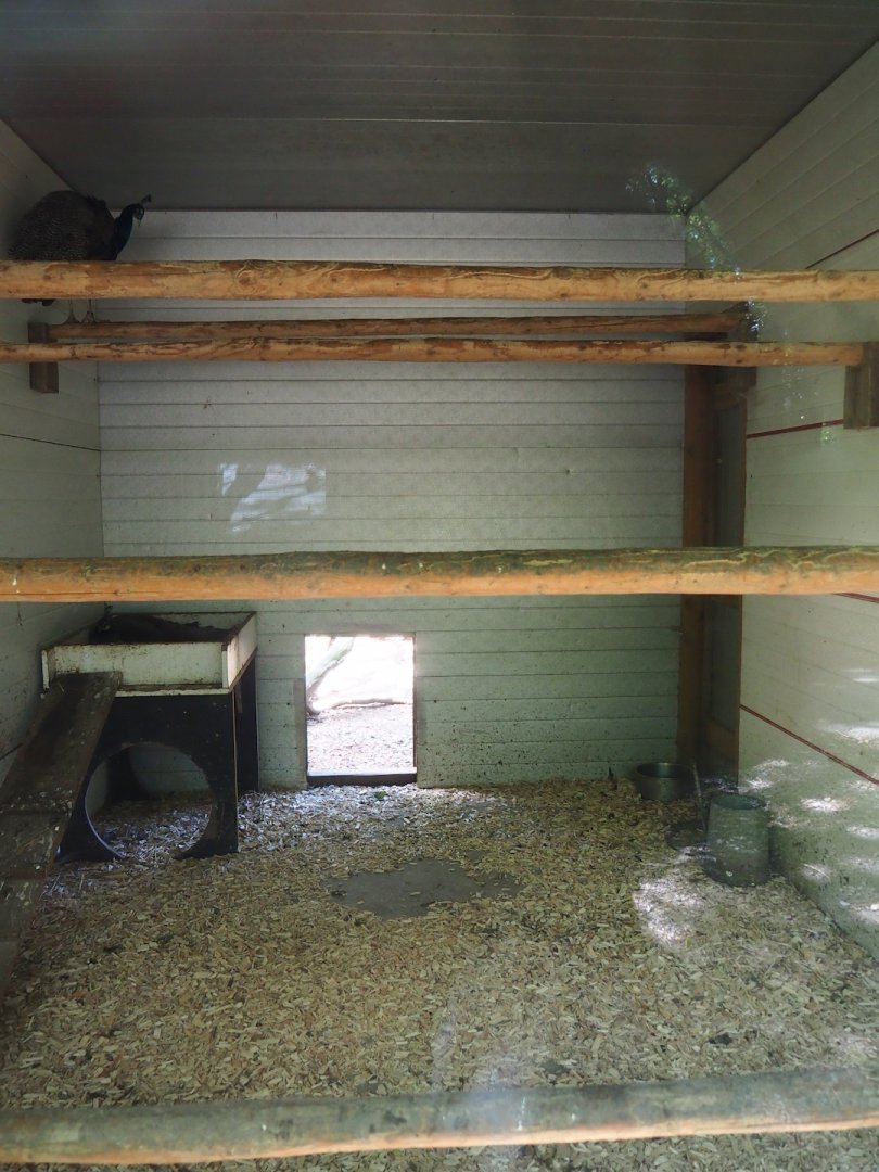 Blue peafowl coop, 2023-06-24