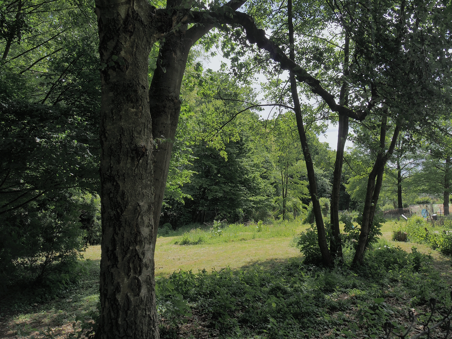 Blue peafowl, Demoiselle crane and Hawaiian goose exhibit, 2025-05-22