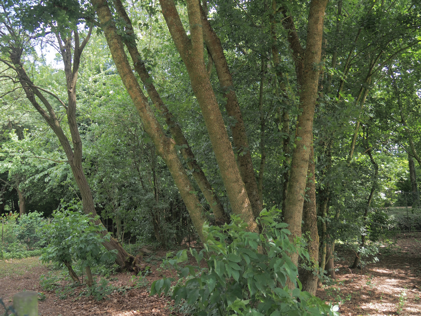 Blue peafowl, Demoiselle crane and Hawaiian goose exhibit, 2025-05-22