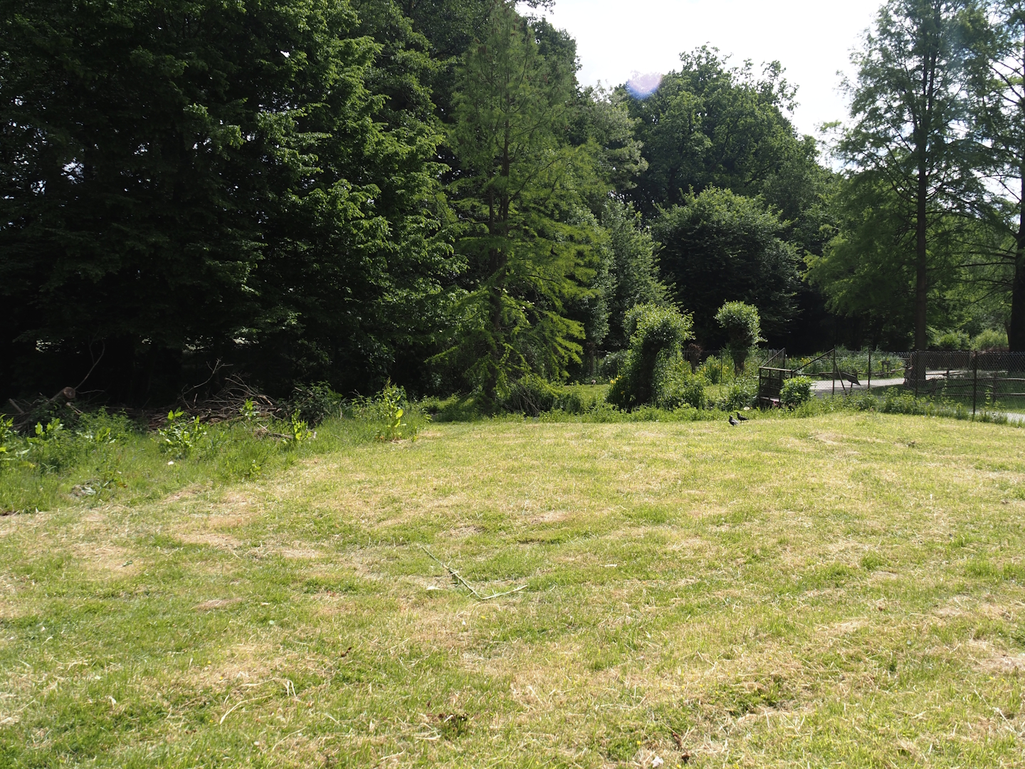 Blue peafowl, Demoiselle crane and Hawaiian goose exhibit, 2025-05-22