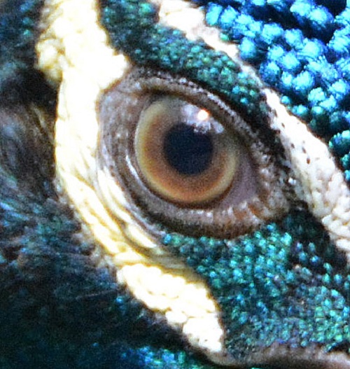 Blue peafowl eye.
