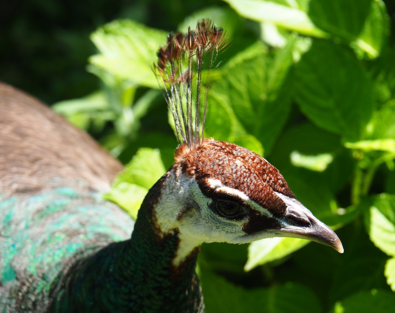 Blue peafowl hen (Pavo cristatus), 2019-06-01