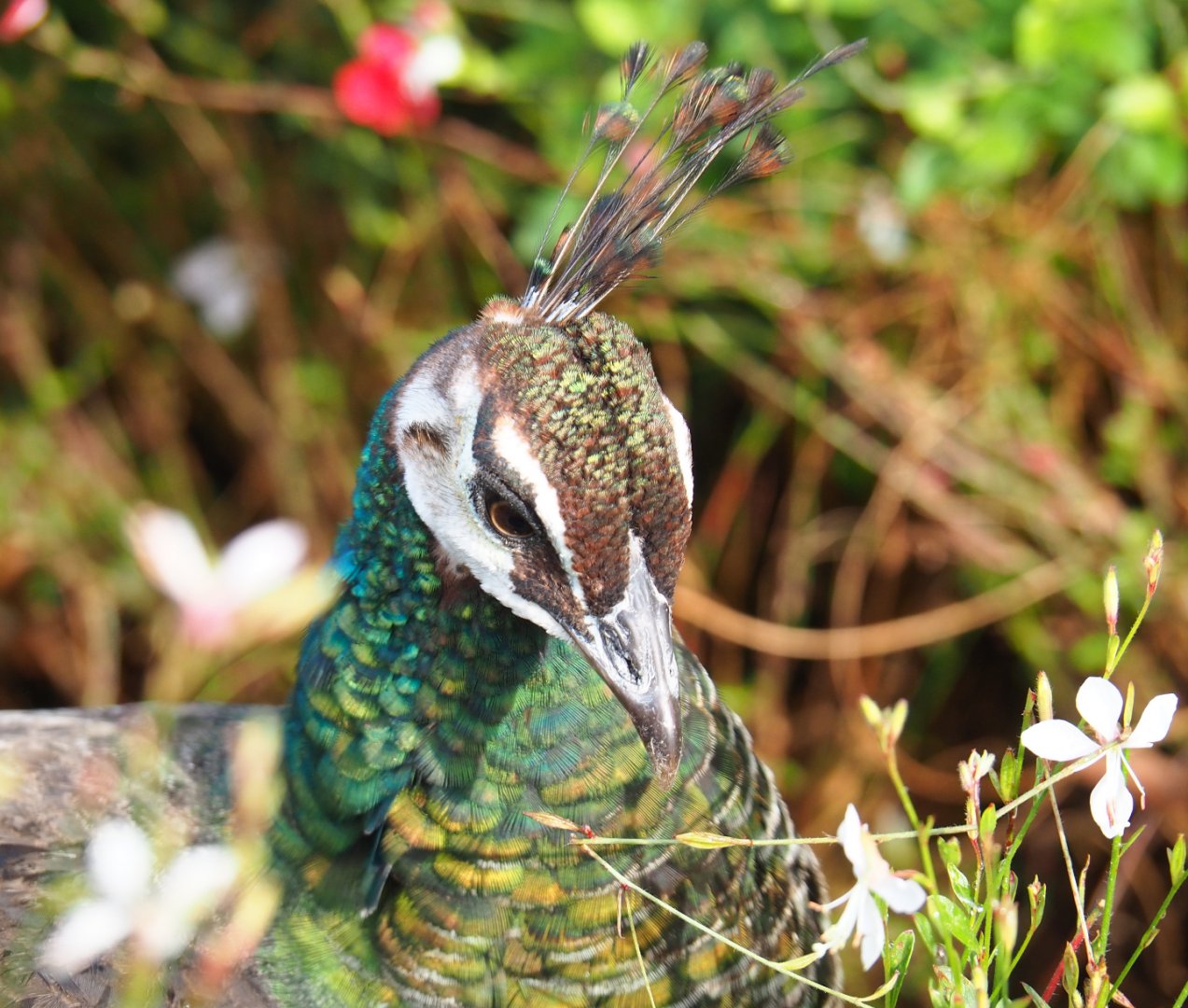 Blue peafowl hen (Pavo cristatus), 2019-10-04