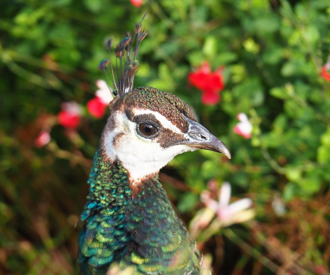 Blue peafowl hen (Pavo cristatus), 2019-10-04