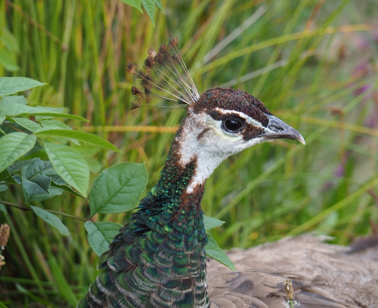 Blue peafowl hen (Pavo cristatus), 2020-09-02
