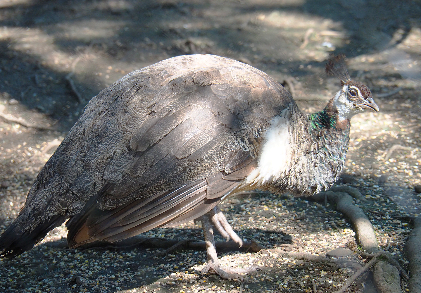 Blue peafowl hen (Pavo cristatus), 2021-05-29