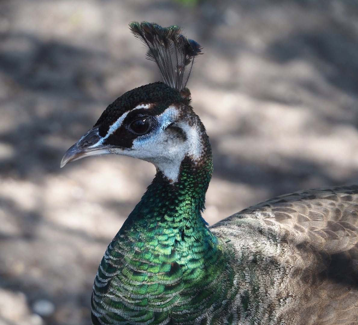 Blue peafowl hen (Pavo cristatus), 2025-04-12